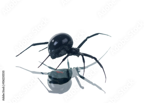 North American black widows spider and its reflection. Isolated