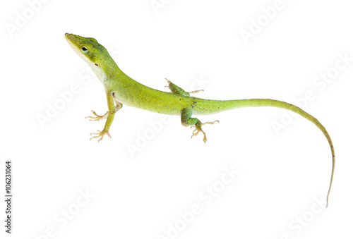 The lizard Northern Green Anole (Anolis carolinensis carolinens