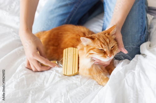 Woman combs a dozing cat's fur. Ginger cat's head lies on woman's hands.