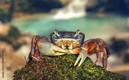 rainbow crab