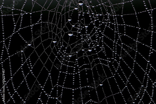 Spider web and morning dew