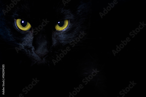 Golden stare of a black cat