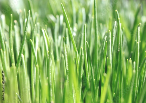 Close up of fresh thick grass, background of green grass, summer background