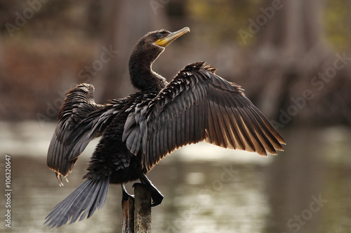 Neotropic cormorant 