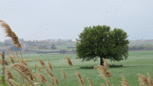 Albero maestoso