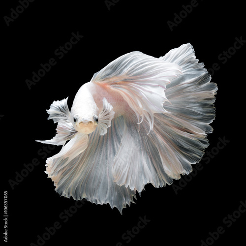 Close up of Betta fish or Siamese fighting fish in art movement isolated on black background 