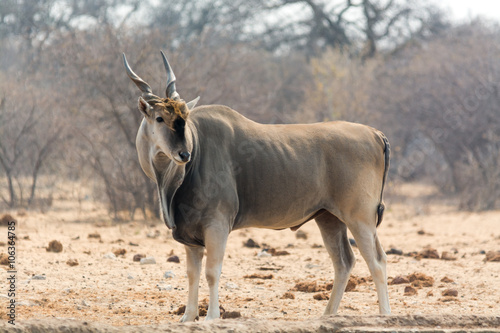 Eland