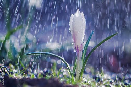 Beautiful spring white crocus in the spring rain