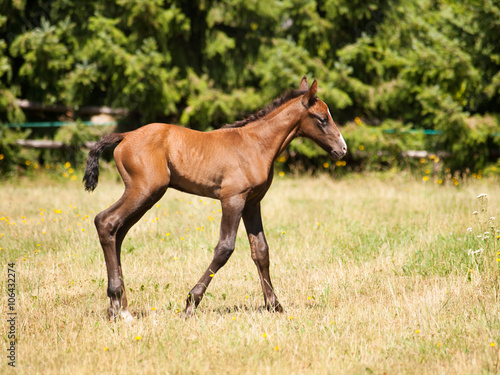 Brown young foal standing on the pasture