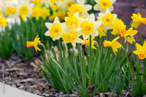 Yellow narcissus spring blossom