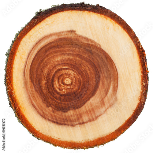 Cross section of apple tree trunk showing growth rings, isolated on white background