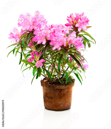 Rhododendron flowers isolated on white background