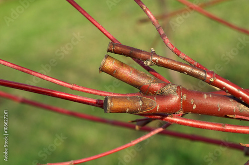 Dieback of shoots dogwood after cutting hedge