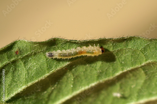 Caterpillar on a leaf