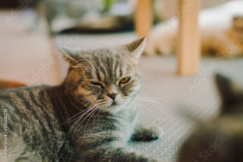 A portraiture of a cat in the room filled with soft light and use a soft focus. Relax and comfort.