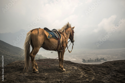 Horse in front of mountains near Volcano Bromo
