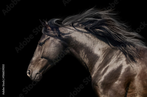 Black stallion in motion portrait isolated on black background