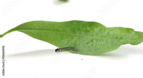 Tortricidae caterpillar on privet ( Cacoecia Archips Tortrix ) 