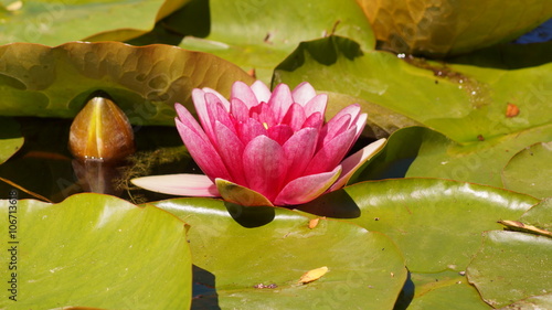 Nymphaea - Pink waterlily - Aquatic vegetation, water plants 