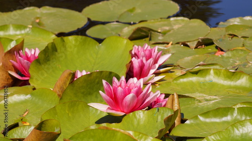 Nymphaea - Pink waterlily - Aquatic vegetation, water plants 