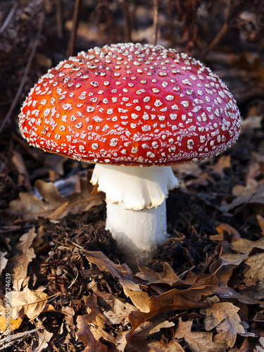 Amanita muscaria, poisonous mushroom