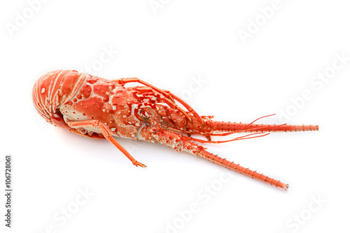 langouste