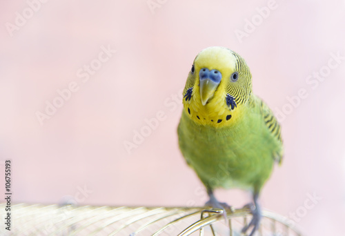 Budgerigar on the cage. Budgie