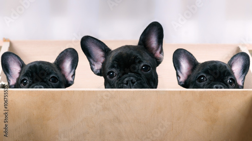 Three puppies look out from the enclosure. French Bulldog Puppies. Black, brindle color. Elite, pedigree dogs. Big ears
