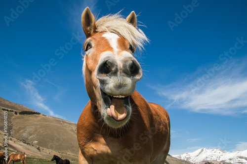 Primo piano di un cavallo pazzo