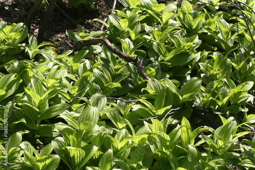 American false hellebore (Veratrum viride var. viride), a medical plant of Canada