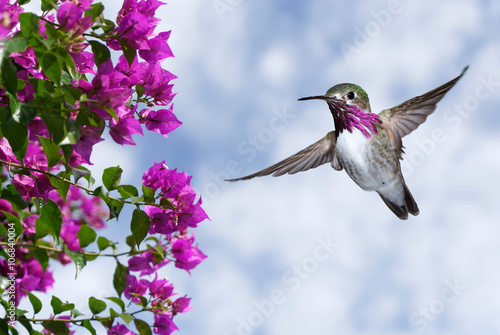 Male Ruby-throated Hummingbird over blue sky