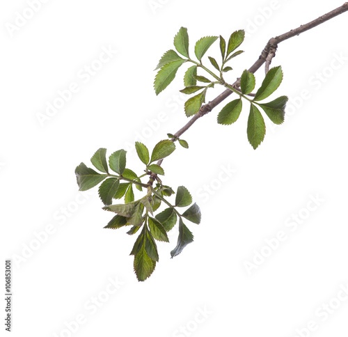 Early spring flowering green tree branch isolated on white. Early spring concept