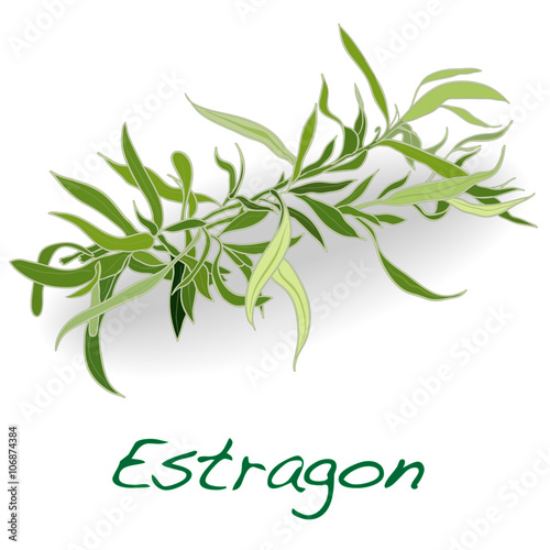 fresh tarragon herb