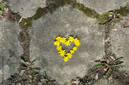 Serce z wiosennych kwiatów na tle betonowej starej płyty