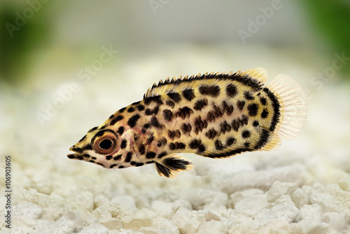 Spotted african leaf fish Ctenopoma acutirostre tropical aquarium fish