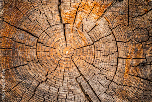 Old weathered spruce tree trunk