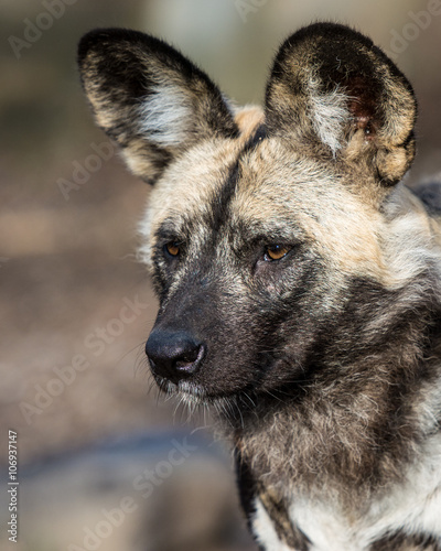 African wild dog portrait