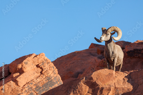 Desert Bighorn Sheep Ram