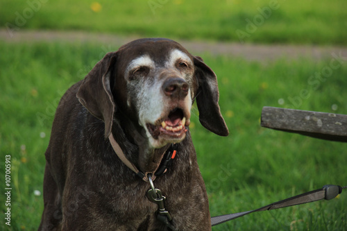 Senior German Shorthaired Pointer female