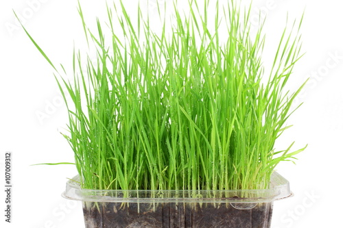 fresh sprouted wheat grass with water drops in white background