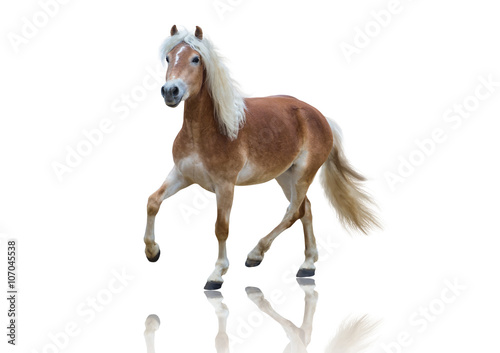 isolate of a yellow horse go on the white background