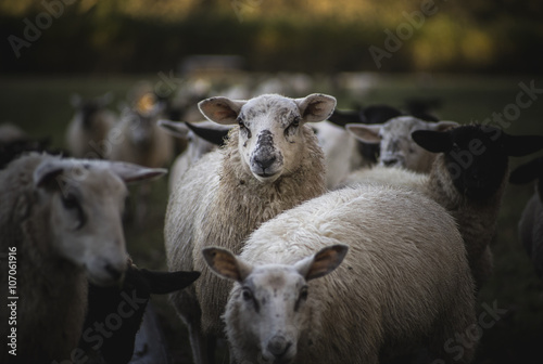 Welsh Sheep. UK