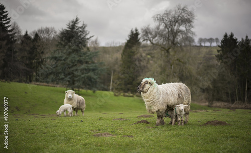 Cotswold Sheep and Lambs
