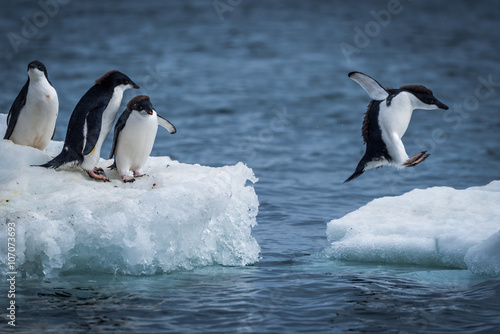 Adelie penguin jumping between two ice floes