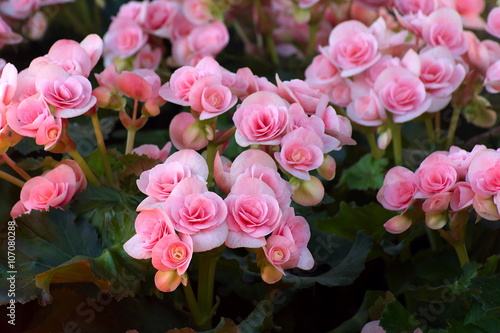 Beautiful pink begonia flower in the garden. group of begonia flower.