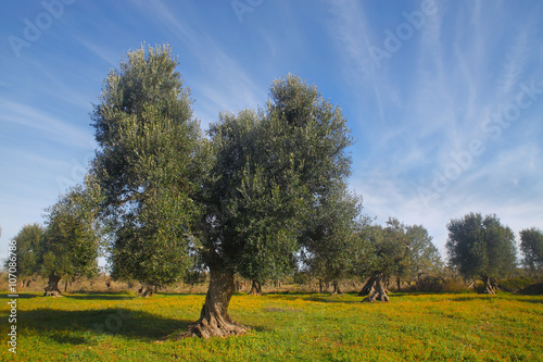Olive trees, Apulia, Italy