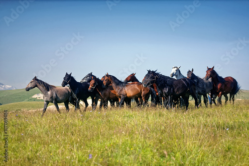  horses, herd, mountains