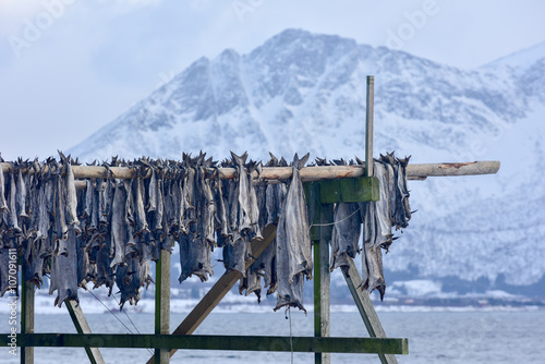 Drying stockfish - Gimsoy, Lofoten Island, Norway