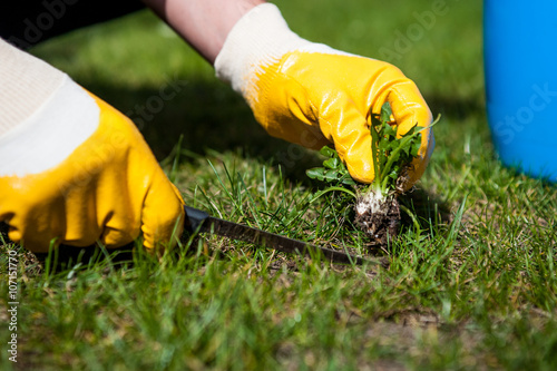 cutting out weeds / Man removes weeds from the lawn