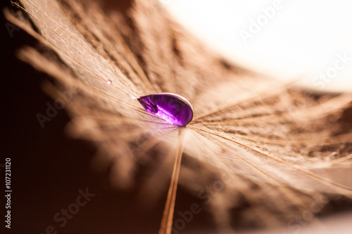 Dandelion seeds with water drops on natural background